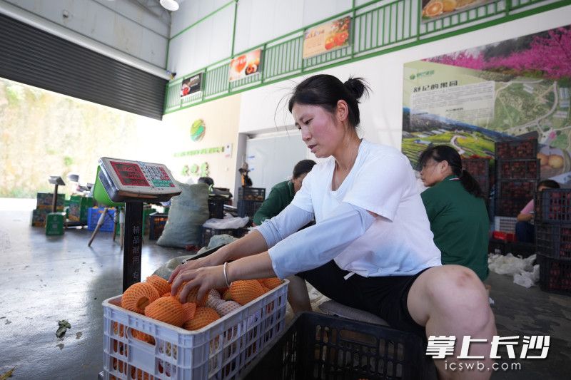 舒记果园为周边农户提供了诸多就业岗位。