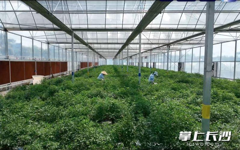 工人正在采收樟树港辣椒。通讯员 周翼 摄