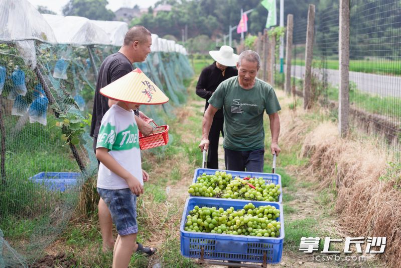 阳光葡萄火热采摘中。通讯员彭建家 摄