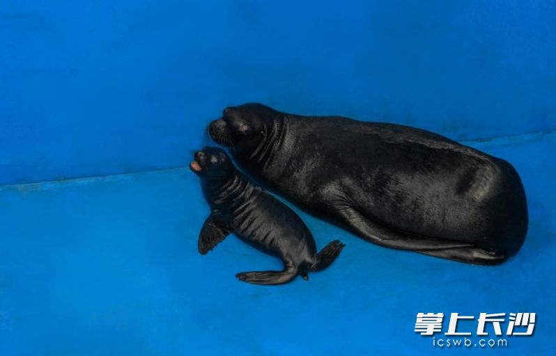 海狮妈妈与海狮宝宝。